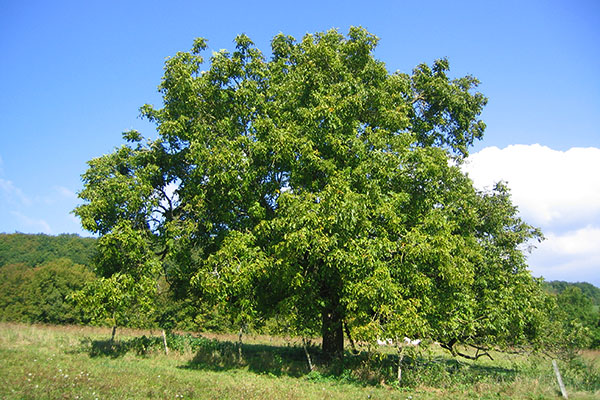 дерево волоського горіха