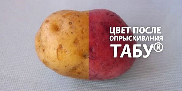 картопля до і після обробки