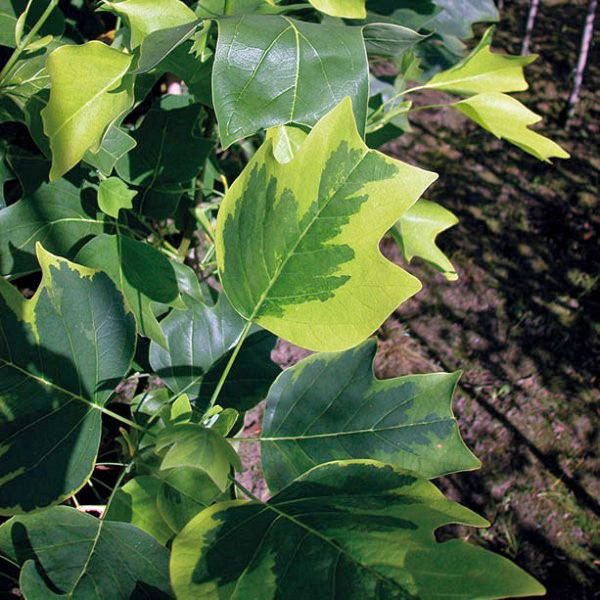 ліріодендрон з строкатим листям