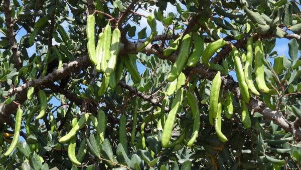 плоди ріжкового дерева використовують в медицині