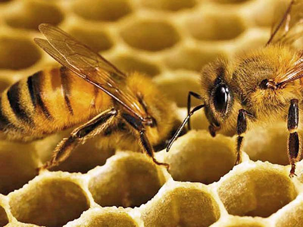 бджола будує стільники