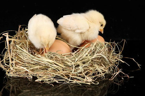 курчата і яйця