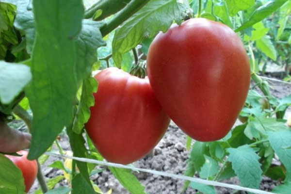 салатний томат Батяня