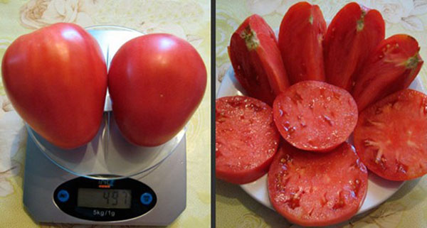 м'ясисті плоди томата