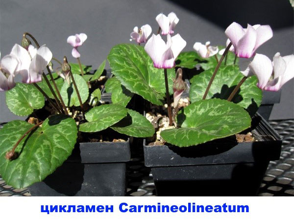 цикламен Carmineolineatum