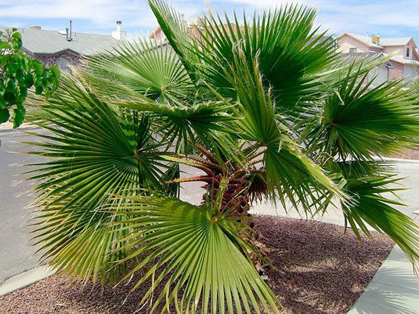 пальма вашингтония в природі