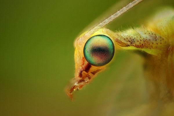 особливі очі комахи