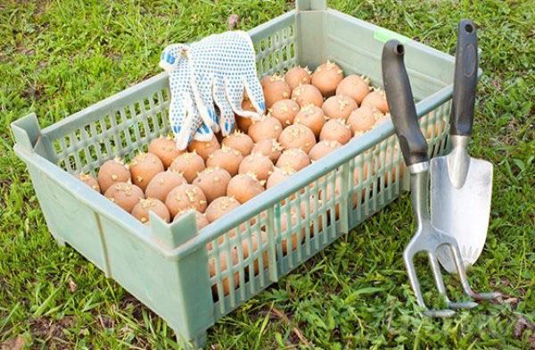 обробка картоплі перед посадкою