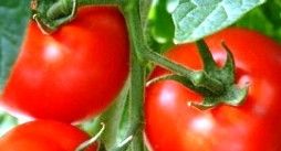 сорту для безрассадного вирощування томатів