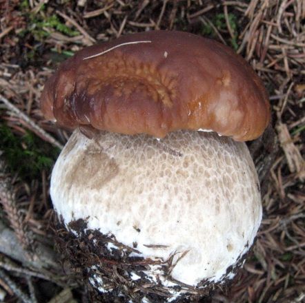 Білий гриб боровик