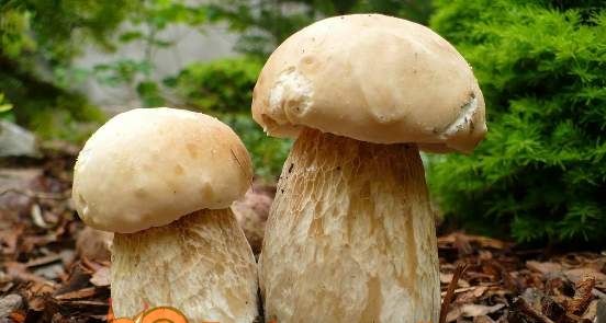 Білий гриб березовий