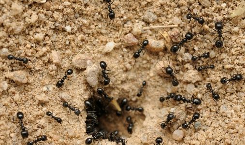 чорні мурахи