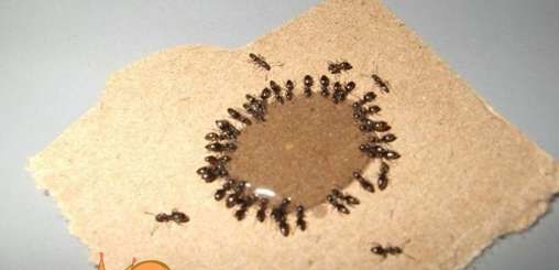 мурахи - як знищити