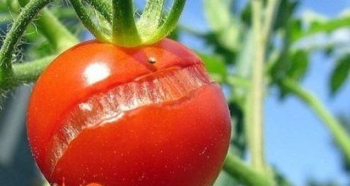 Розтріскування плодів томата
