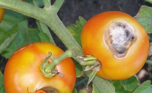 Хвороби помідорів альтернаріоз