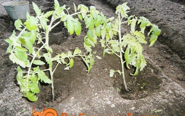 Як висаджувати яка переросла розсаду помідорів