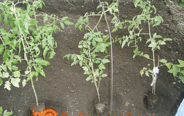 висаджування переросла розсади помідорів