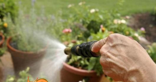 Застосування бурштинової кислоти для садових рослин