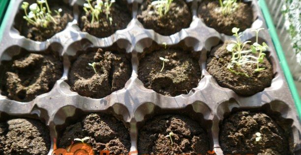 Вирощування калібрахоа з насіння в домашніх умовах