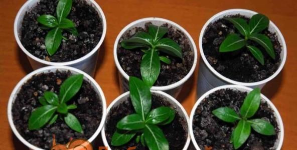 Вирощування розсади з насіння