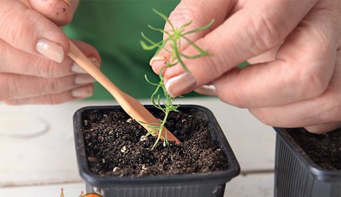 Вирощування розсади з насіння в домашніх умовах