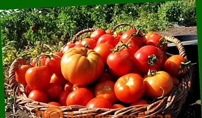 Висаджувати розсаду помідорів у відкритий грунт