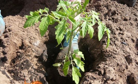 висадка томатів у відкритий грунт