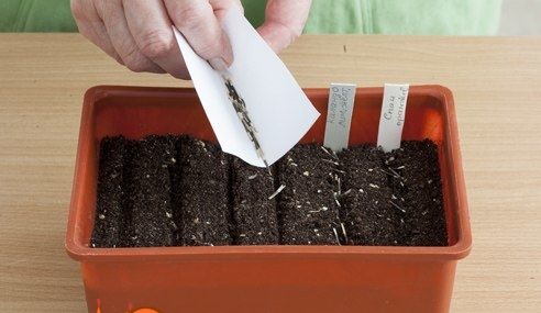 Як правильно посадити розсаду чорнобривців в домашніх умовах