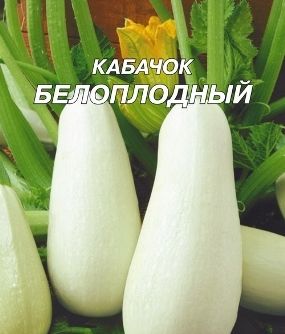 Сорт кабачка Белоплодние