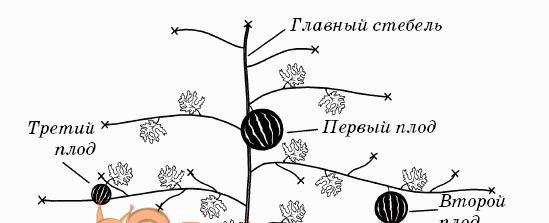 Схема формування кавунового рослини
