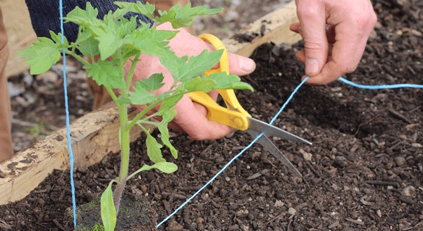 Як правильно садити розсаду