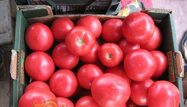 Особливості вирощування та догляду за рожевими томатами
