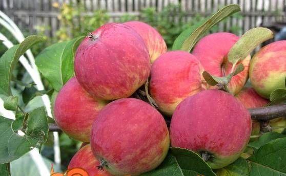 Осінні сорти яблунь