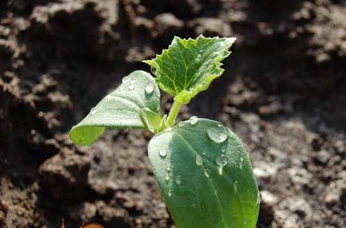 Чи можна садити огірки після огірків?