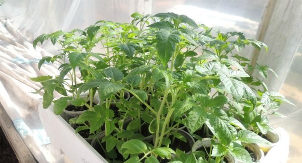Догляд за розсадою томатів Бабушкін секрет