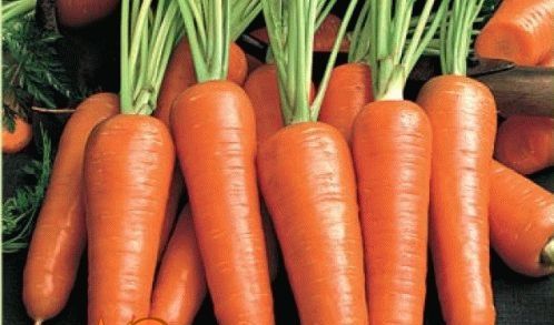 Посадка моркви під зиму