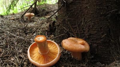 Фото гриба Lactarius deterrimus - Рижик ялиновий