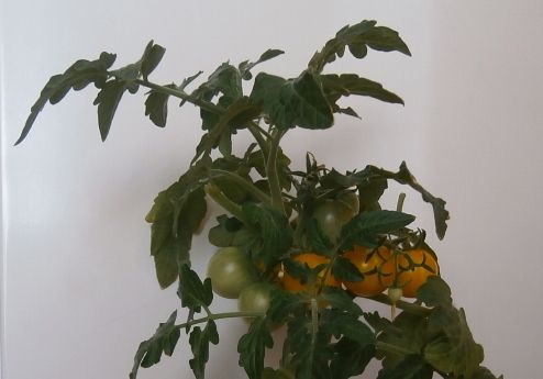 Вирощування томатів на підвіконні взимку