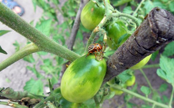 Як боротися з колорадським жуком та його личинками на томатах