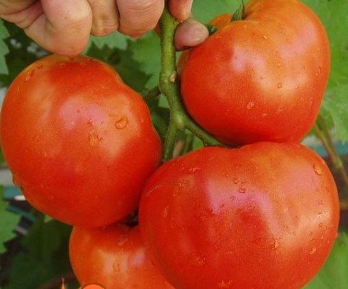 Сорти помідорів для теплиць