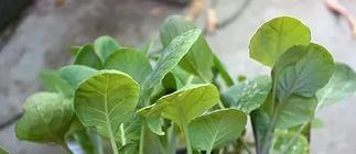 брюссельська капуста - вирощування і догляд