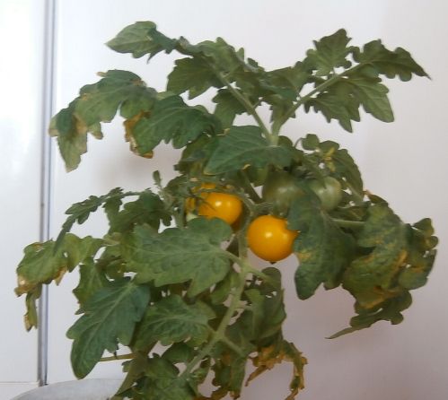 Вирощування томатів на підвіконні