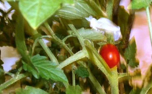 Як виростити томат на підвіконні