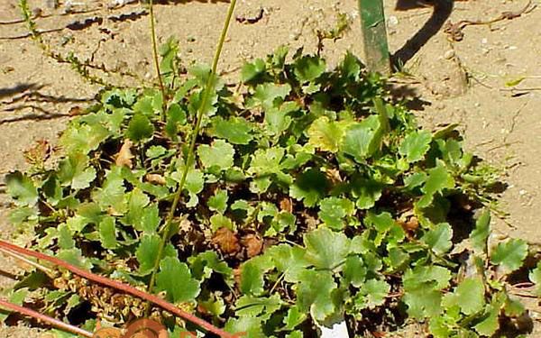 Крижовніковолістная (H. grossulariifolia)