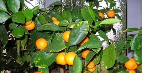 Як виростити апельсин з кісточки вдомашніх умовах