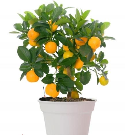 Апельсин з плодами фото