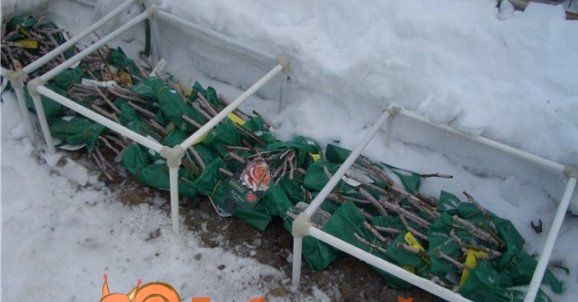 Метод прикопа або збереження під снігом