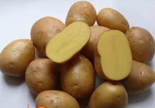 опис і фото картоплі