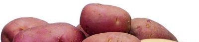 Сорти картоплі - фото і опис
