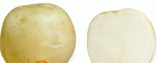 Сорти картоплі - фото